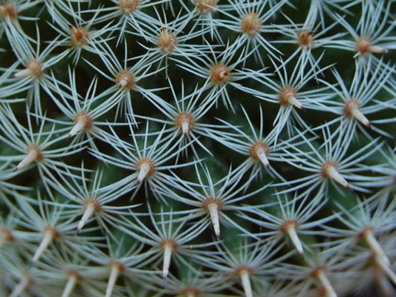 Mammillaria perbella REP 1130