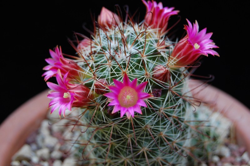 Mammillaria duoformis v. xuchiapensis REP 1677