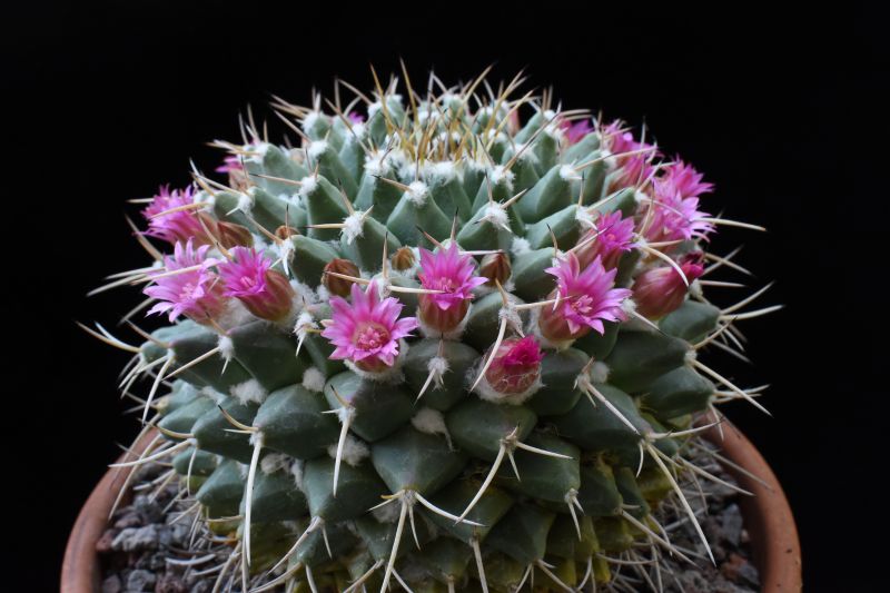 Mammillaria bucareliensis v. bicornuta 