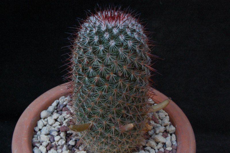 Mammillaria solisii REP 1667