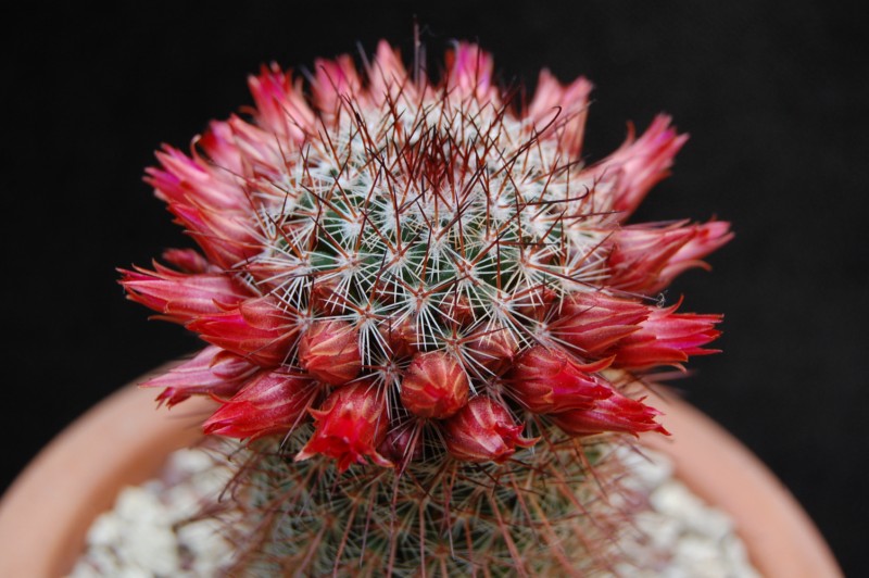 Mammillaria solisii 