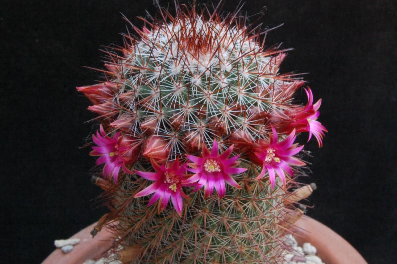 Mammillaria solisii 