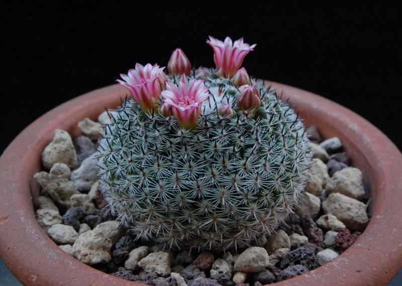 Mammillaria brauneana 