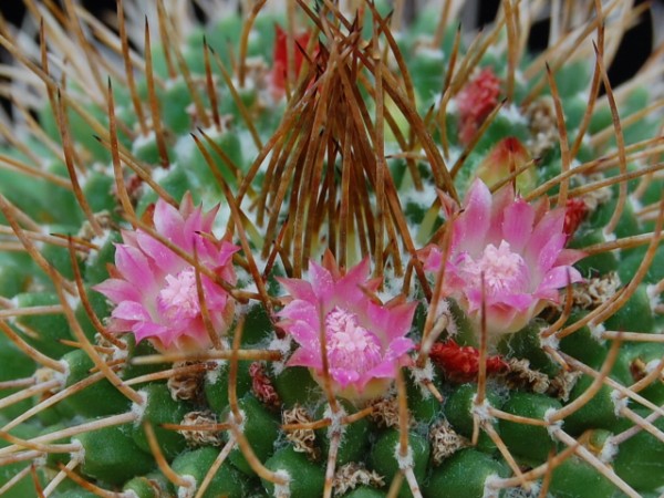 Mammillaria polythele ssp. obconella 