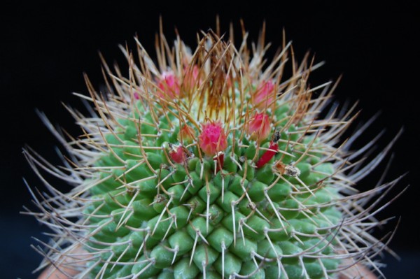 Mammillaria polythele ssp. obconella 