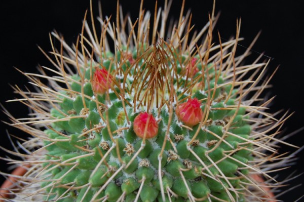 Mammillaria polythele ssp. obconella 