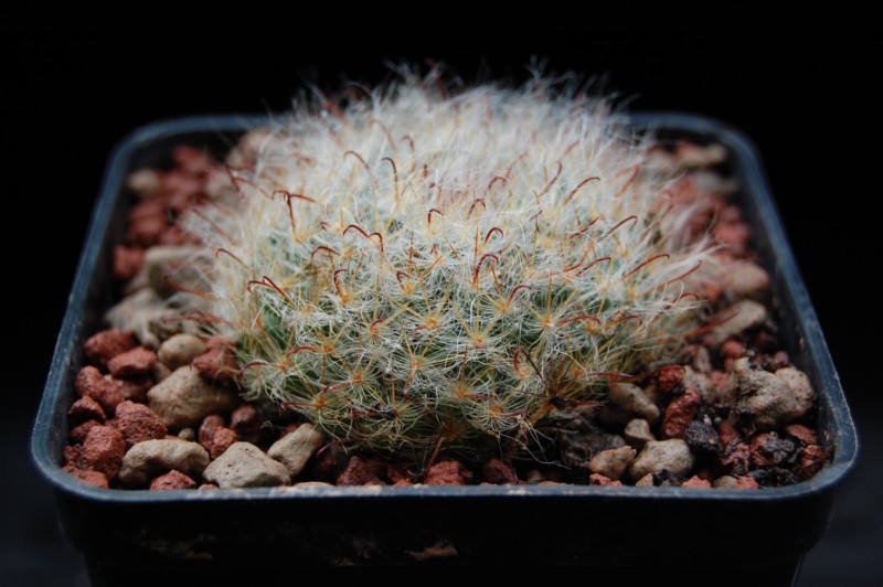 Mammillaria longicoma 