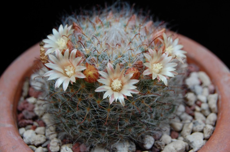 Mammillaria longicoma 