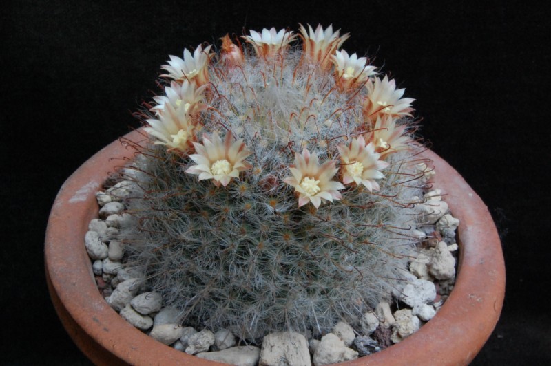 Mammillaria longicoma 