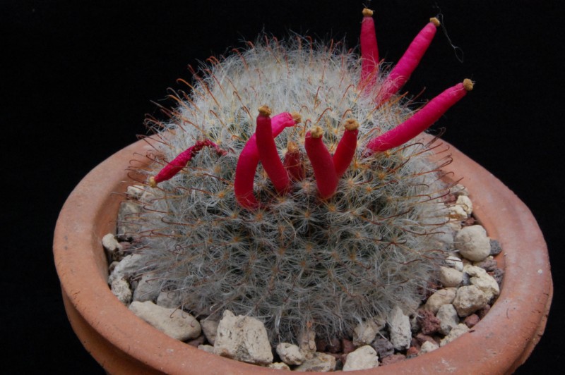 Mammillaria longicoma 