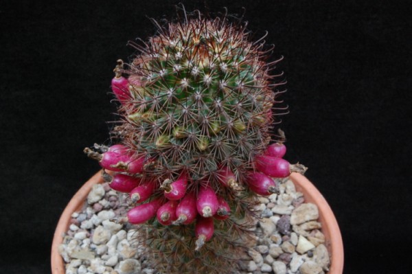 Mammillaria dioica 