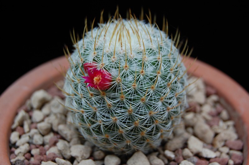 Mammillaria donatii REP 882