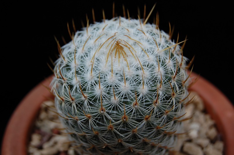 Mammillaria donatii REP 882