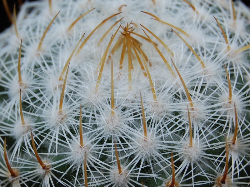 Mammillaria donatii REP 882