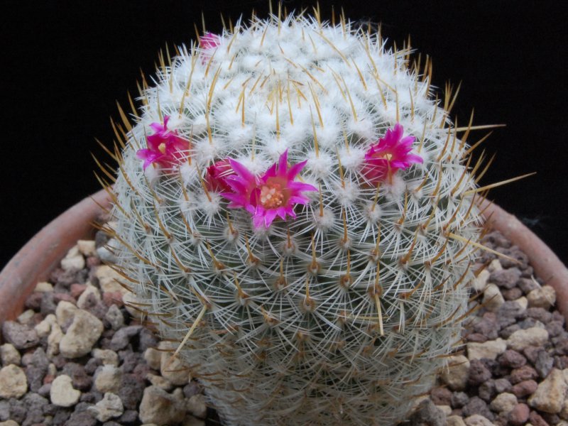 Mammillaria donatii REP 882