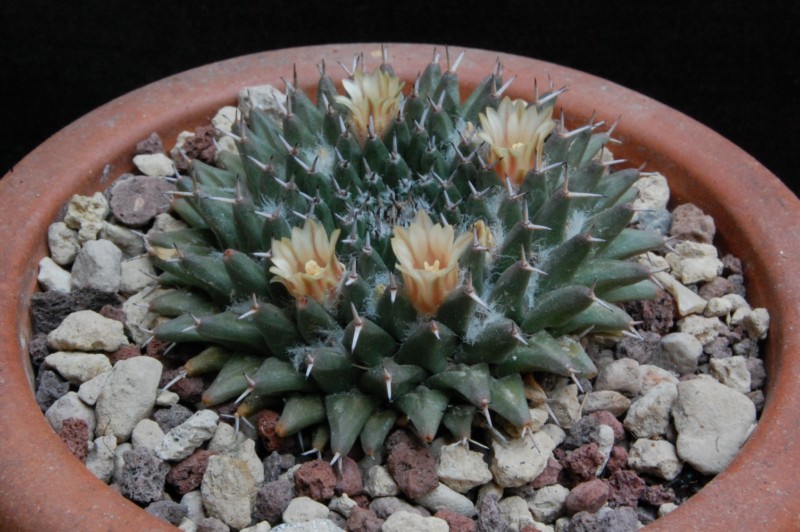 Mammillaria sempervivi SB 91