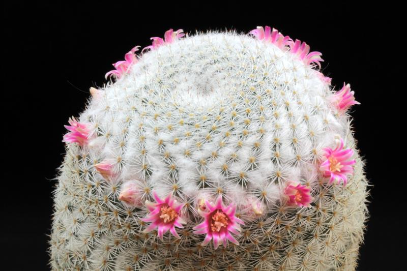 Mammillaria supertexta 