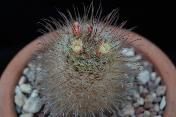 Mammillaria hirsuta v. grandis REP 1236