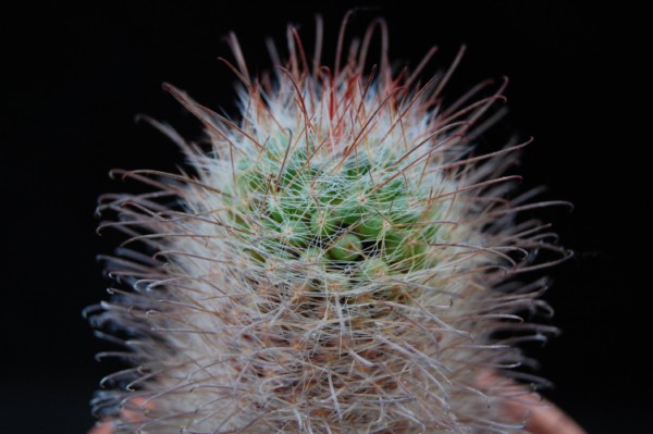 Mammillaria hirsuta v. grandis REP 1236