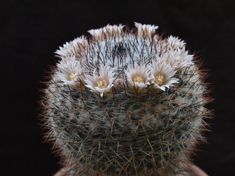 Mammillaria ritteriana Z 40