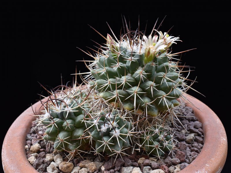 Mammillaria obscura v. tortulispina 