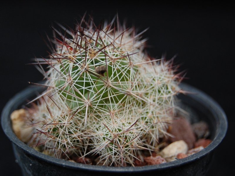 Mammillaria occidentalis 