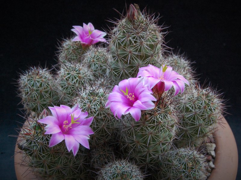 Mammillaria occidentalis 