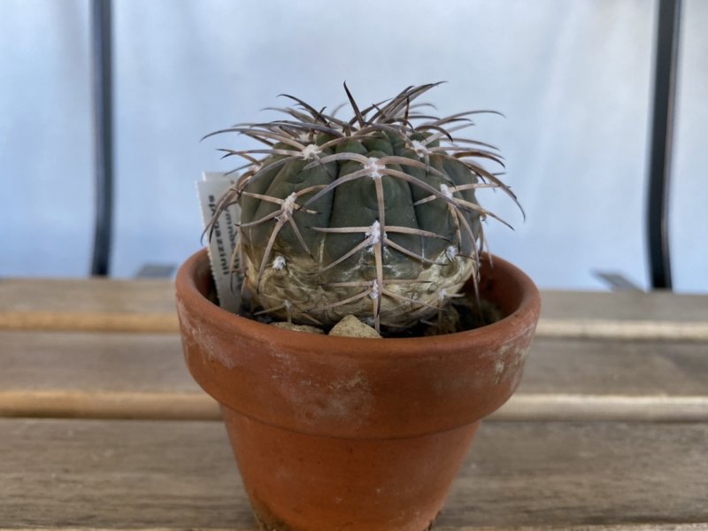 Gymnocalycium spegazzinii 