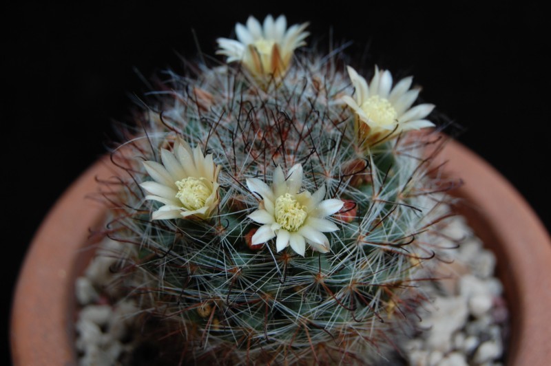 Mammillaria felipensis 