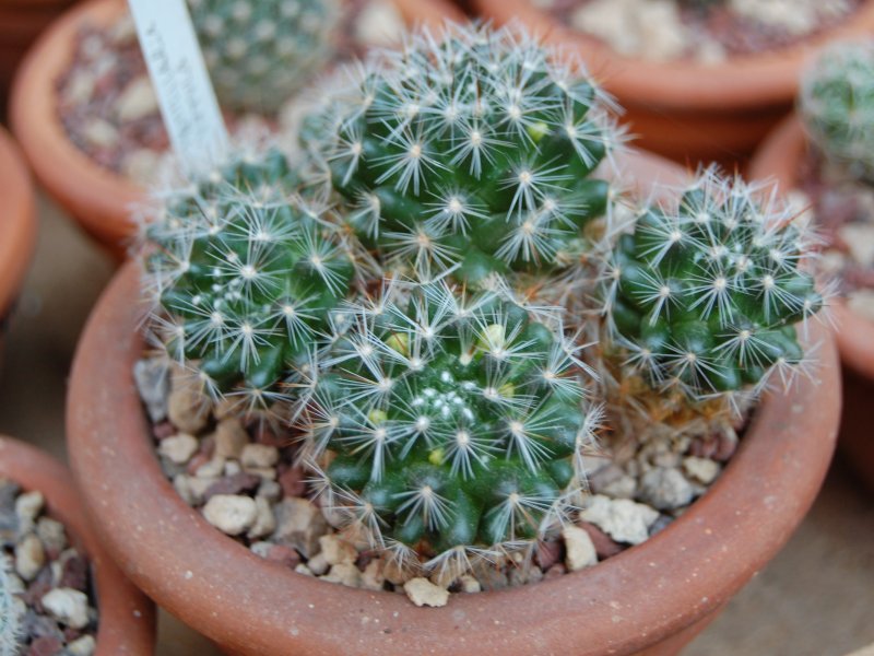 Mammillaria vetula 