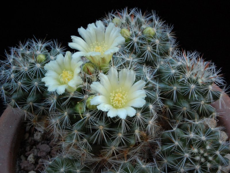 Mammillaria vetula 