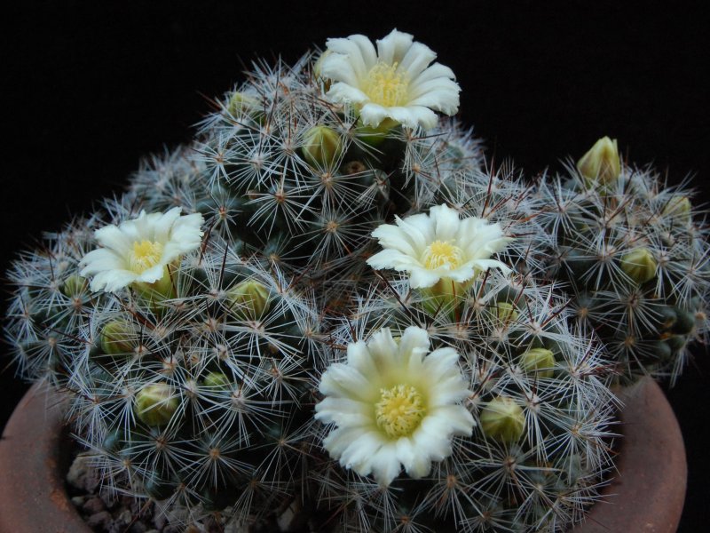 Mammillaria vetula 