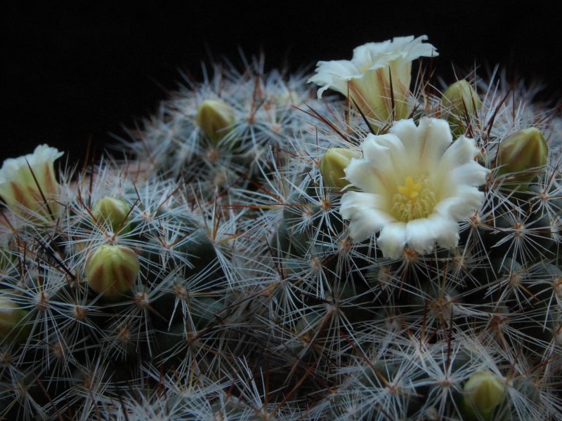 Mammillaria vetula 