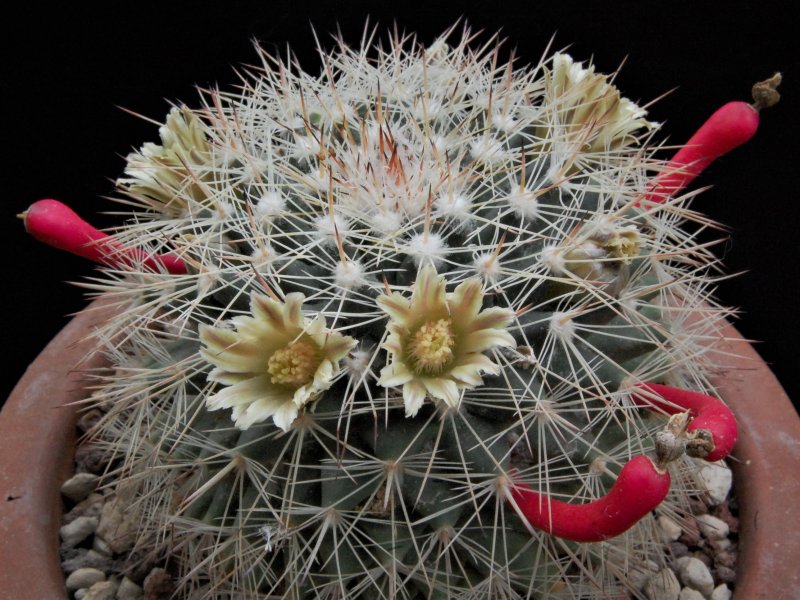 Mammillaria heyderi v. bullingtoniana SB 604