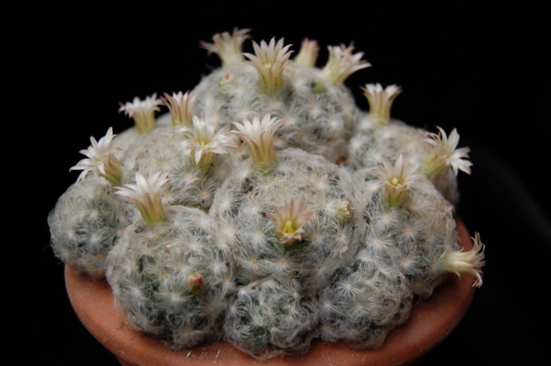 Mammillaria plumosa 