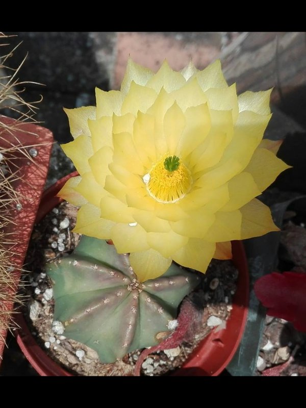 Echinocereus  subinermis 