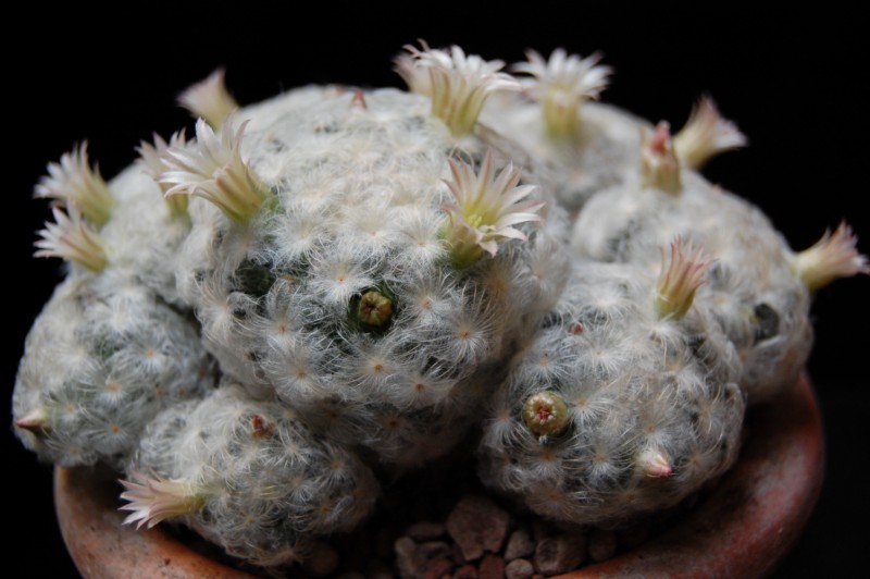 Mammillaria plumosa 