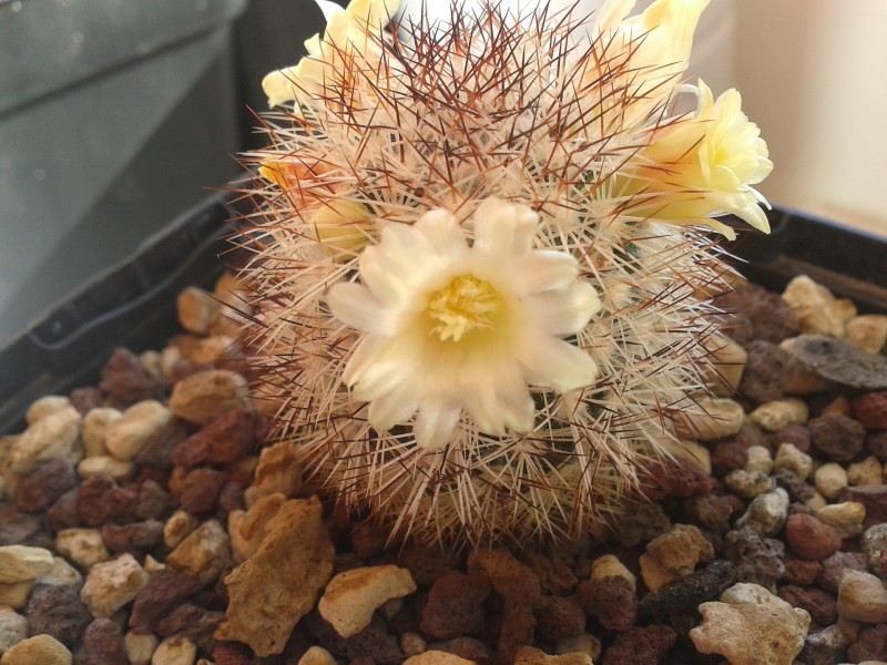 Mammillaria buxbaumeriana ML 142