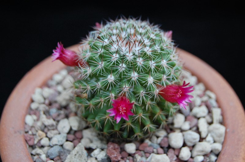 Mammillaria compacticaulis REP 1047