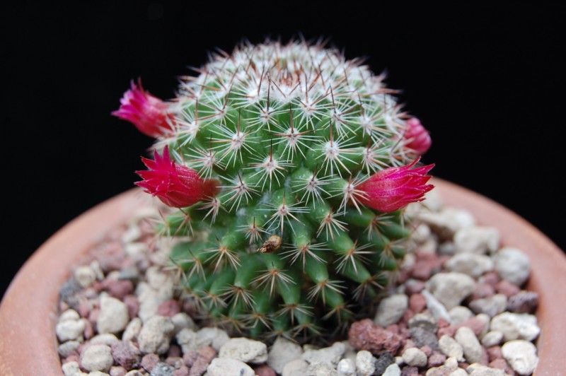 Mammillaria compacticaulis REP 1047