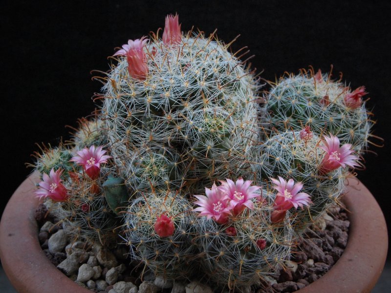 Mammillaria erythrosperma SB 825