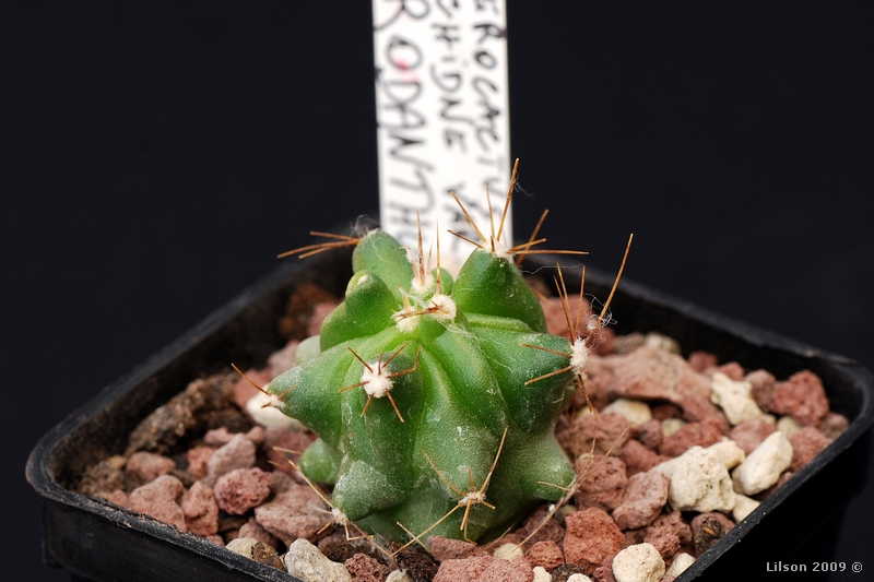 Ferocactus echidne v. rhodanthus 