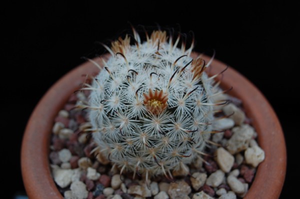 Mammillaria stella-de-tacubaya SB 1161