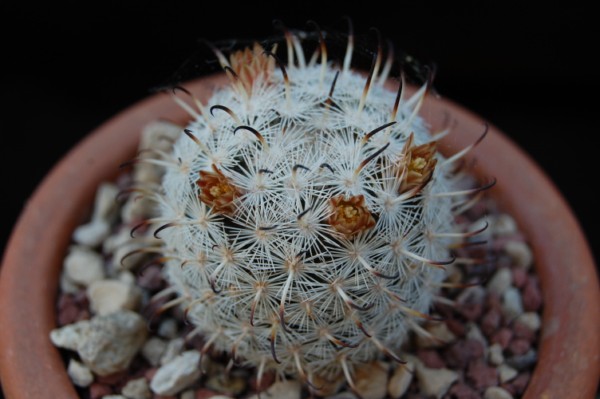 Mammillaria stella-de-tacubaya SB 1161