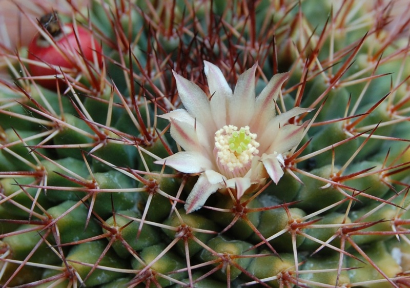 Mammillaria bocensis SB 942