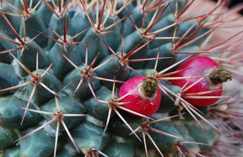 Mammillaria bocensis SB 942