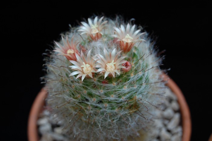 Mammillaria bocasana LAU 1182