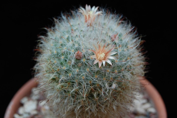Mammillaria bocasana LAU 1182