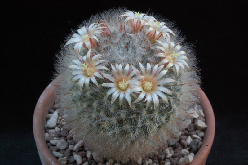 Mammillaria bocasana LAU 1182