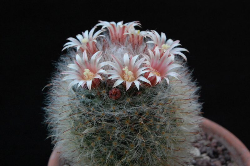 Mammillaria bocasana LAU 1182